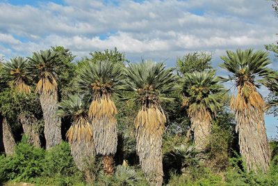 Trithrinax campestris, photographed by Hugo Hulsberg