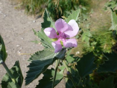 Althaea officinalis, photographed by Sheelagh Halsey
