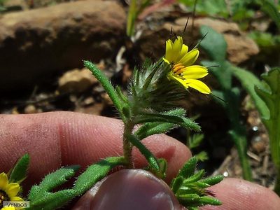 Gorteria personata, photographed by Chris Vynbos