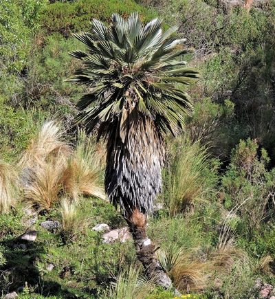 Trithrinax campestris, photographed by Hugo Hulsberg