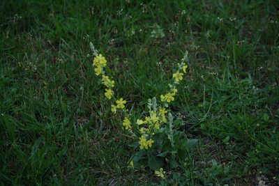 Verbascum pulverulentum, photographed by Coulonges Philippe