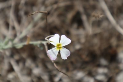 Marcus-kochia littorea, photographed by Vicente Lopes