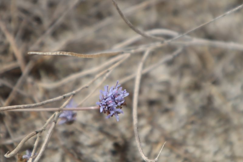 Jasione maritima, photographed by Vicente Lopes