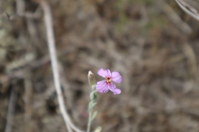 Marcus-kochia littorea, photographed by Vicente Lopes