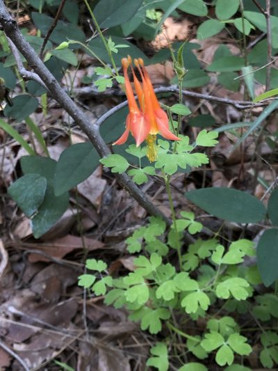 Aquilegia desertorum, photographed by Rosario Douglas