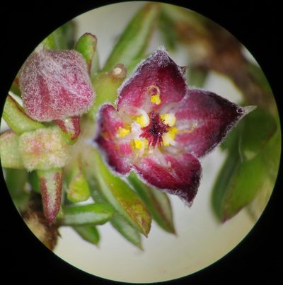 Lachnaea pudens, photographed by linkie
