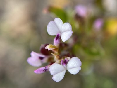 Muraltia orbicularis, photographed by Matt Berger