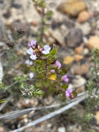 Muraltia orbicularis, photographed by Matt Berger
