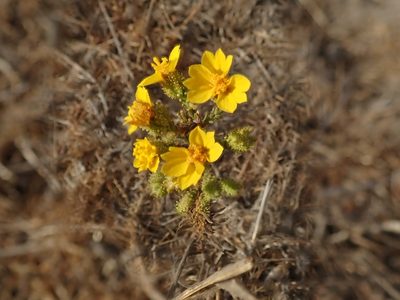 Holocarpha heermannii, photographed by joergmlpts