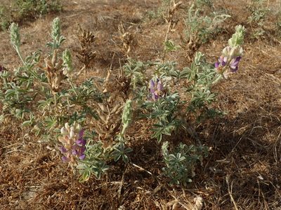 Lupinus formosus, photographed by joergmlpts