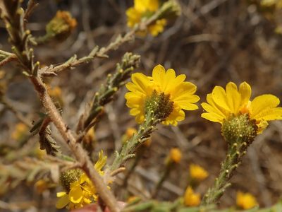 Holocarpha heermannii, photographed by joergmlpts