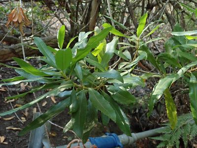 Myrica californica, photographed by joergmlpts