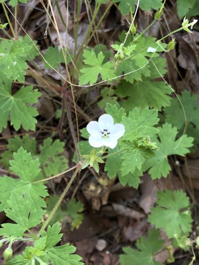 Geranium wislizeni, photographed by Rosario Douglas