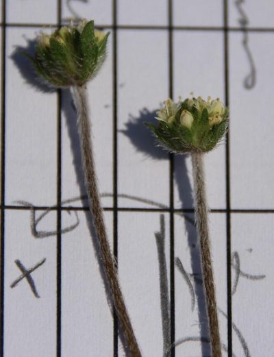 Phyllopodium cordatum, photographed by Tony Rebelo