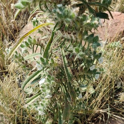 Oreocarya virgata, photographed by Jes Gray