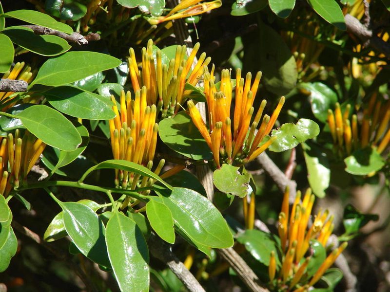 Agelanthus prunifolius, photographed by Shaun Swanepoel