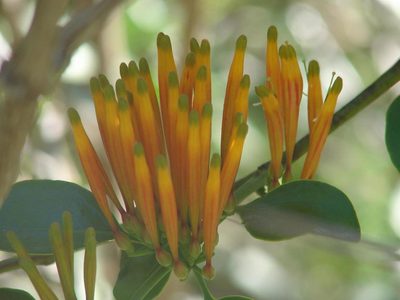 Agelanthus prunifolius, photographed by Shaun Swanepoel