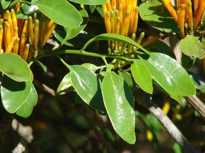 Agelanthus prunifolius, photographed by Shaun Swanepoel