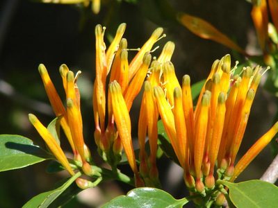 Agelanthus prunifolius, photographed by Shaun Swanepoel
