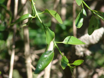 Agelanthus prunifolius, photographed by Shaun Swanepoel