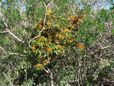Agelanthus prunifolius, photographed by Shaun Swanepoel