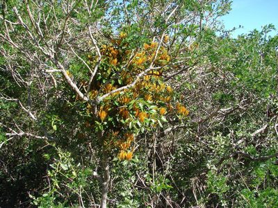 Agelanthus prunifolius, photographed by Shaun Swanepoel
