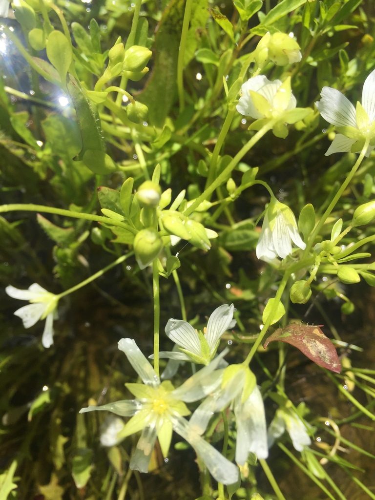Limnanthes vinculans, photographed by Julie Wittmann