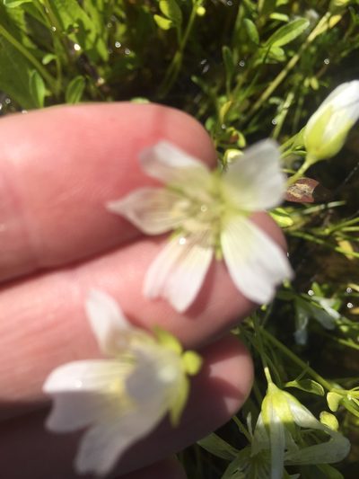 Limnanthes vinculans, photographed by Julie Wittmann