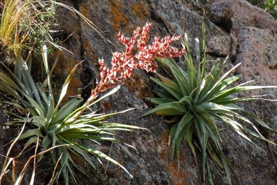 Puya spathacea, photographed by Hugo Hulsberg