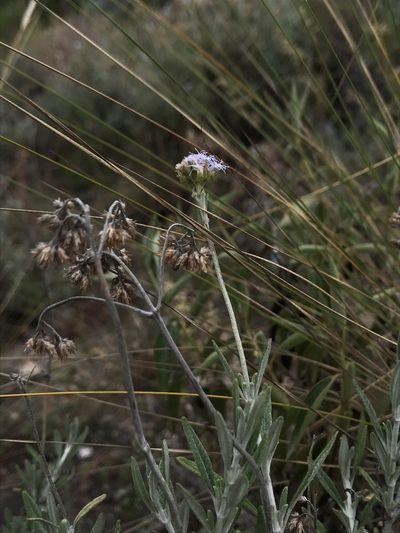 Lourteigia stoechadifolia, photographed by Nicolás Baresch Uribe