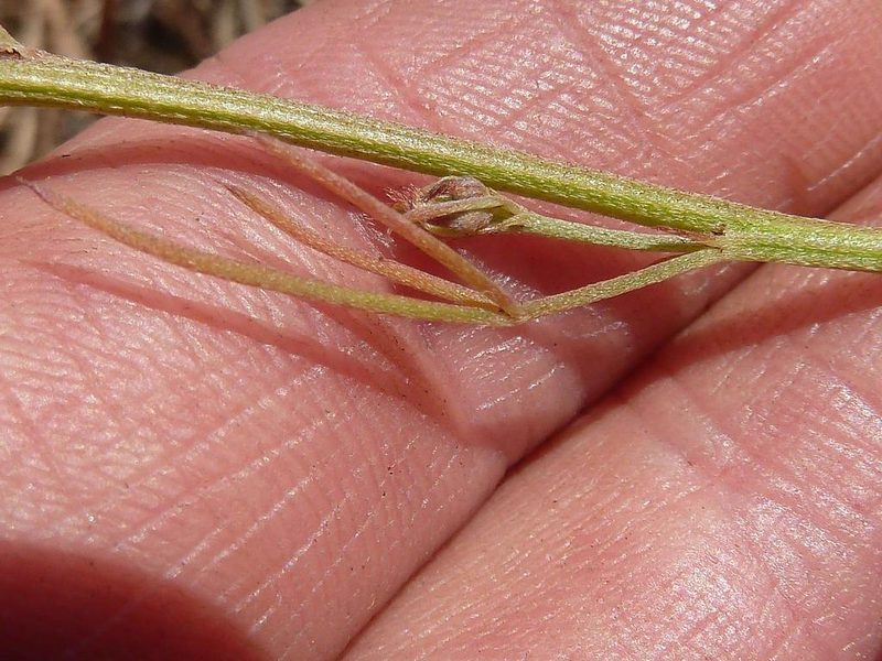 Indigofera hybrida, photographed by Andrew Hankey