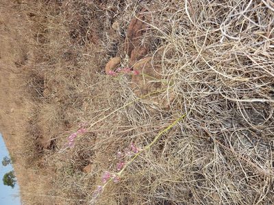 Indigofera hybrida, photographed by Andrew Hankey