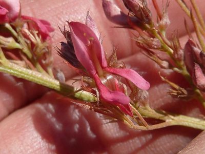 Indigofera hybrida, photographed by Andrew Hankey