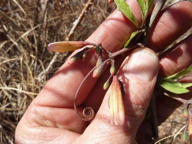 Adenia digitata, photographed by Andrew Hankey