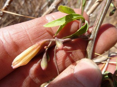 Adenia digitata, photographed by Andrew Hankey
