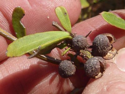 Gymnosporia heterophylla, photographed by Andrew Hankey