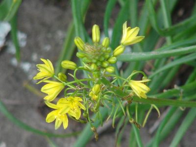 Bulbine capitata, photographed by Shaun Swanepoel