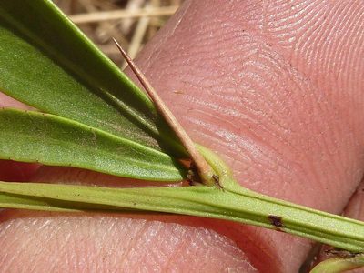 Gymnosporia heterophylla, photographed by Andrew Hankey
