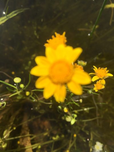 Lasthenia burkei, photographed by Julie Wittmann