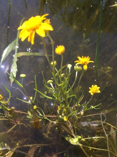 Lasthenia burkei, photographed by Julie Wittmann