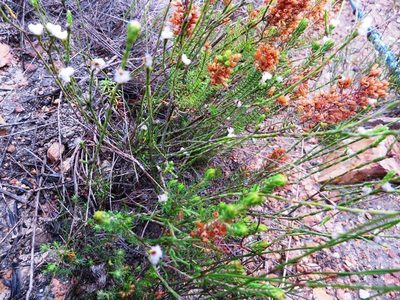 Lachnaea greytonensis, photographed by linkie