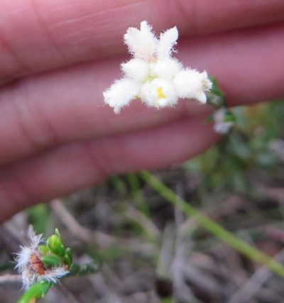 Lachnaea greytonensis, photographed by linkie