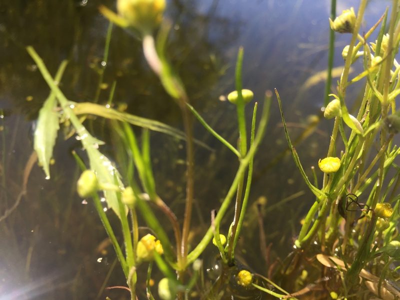 Lasthenia burkei, photographed by Julie Wittmann