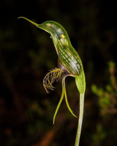 Pterostylis barbata, photographed by Cal Wood