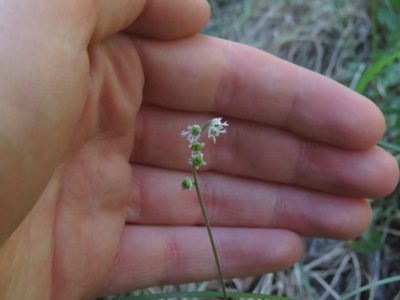 Ozomelis trifida, photographed by Erin Springinotic