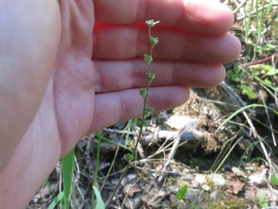 Ozomelis trifida, photographed by Erin Springinotic