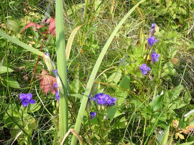 Gentianopsis crinita, photographed by Mary Krieger