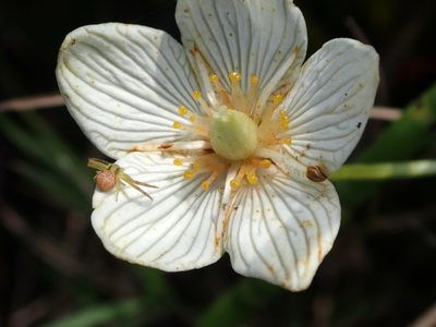 Parnassia glauca, photographed by Mary Krieger