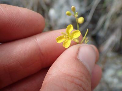 Sisymbrium linifolium, photographed by Ellyne Geurts