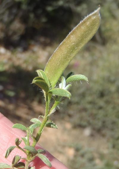 Argyrolobium molle, photographed by Nicola van Berkel